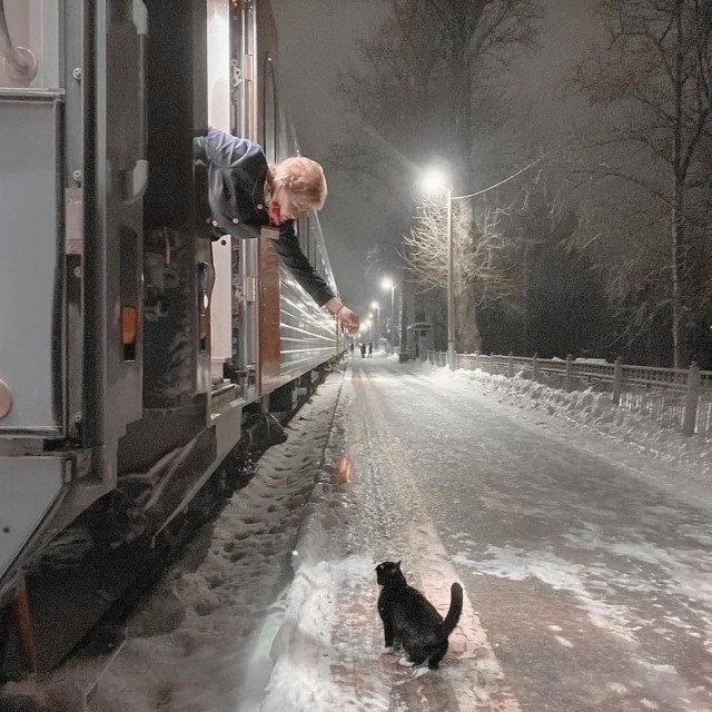 поезд и коты.jpg