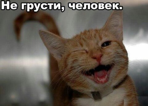 ответ кот.jpg