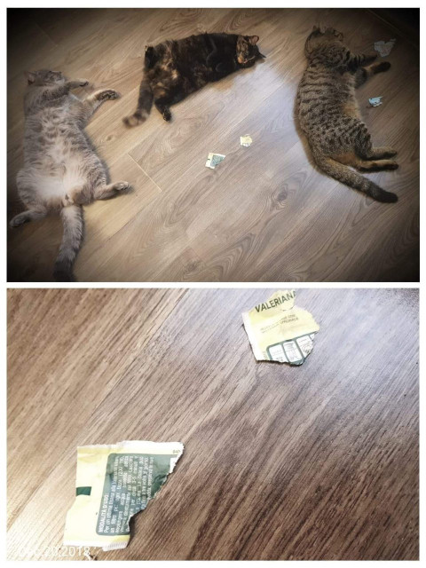 котэ-приход-кайф-валерьянка-5194008.jpeg