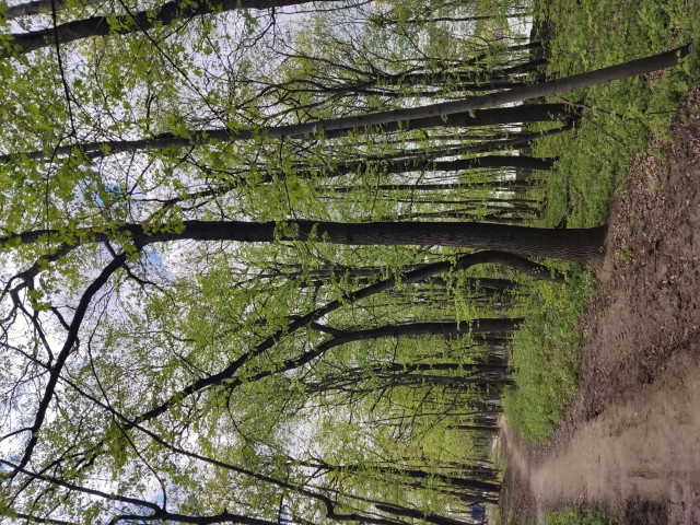 Весна1.jpg