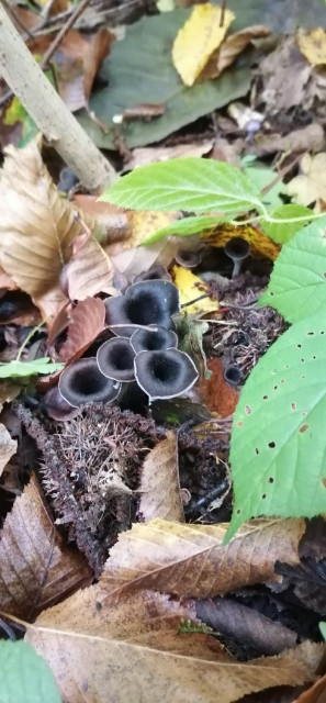 009_ вороночник рожковидный (Craterellus cornucopioides) черная лисичка, съедобный гриб отличного качества, близкий родственник обыкновенной желтой лисички.jpg