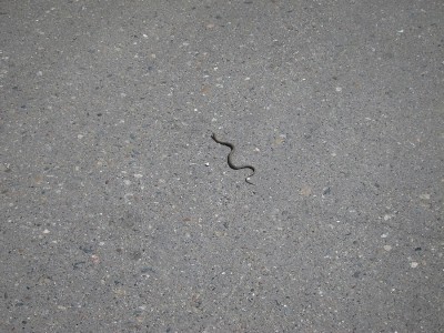 IMG_5623.jpg